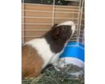 Adopt Pinchy (bonded w/Saint) (ID# A0052359427) a Guinea Pig
