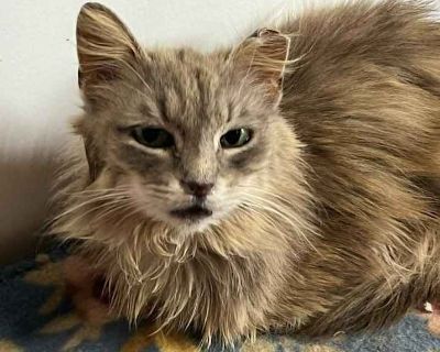 Alice - Domestic Longhair Female Cat for Adoption