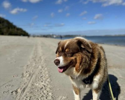 Meet Speed Queen (AKA Kiwi or SQ) the sweetest Aussie with a heart of gold! Kiwi (Speed Queen) is an 8-year-old, 69-lb Australian Shepherd who's ready to start her real life full of love, comfort, and belly rubs! She is being fostered in Massachusetts & is looking for her furever home! This beautiful girl came to us from a shelter after retiring from a life of breeding. Despite her rough start,...