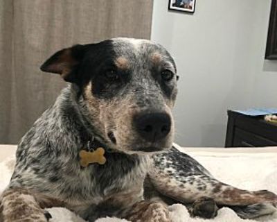 Maggie - Australian Cattle Dog Female Dog for Adoption