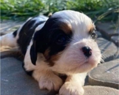 Boone - Cavalier King Charles Spaniel Male Puppy for Sale