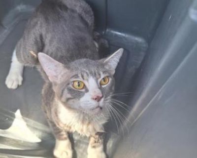 Rocky At BrowardCountyAnimalCare - Domestic Male Cat For Adoption