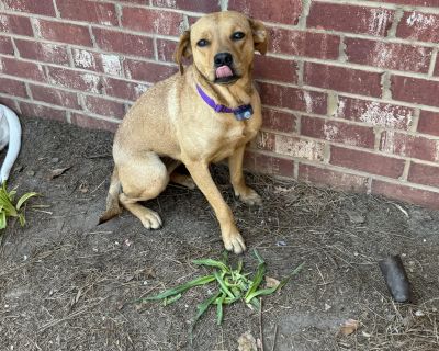 Brownie - Yellow Labrador Retriever Female Dog for Adoption