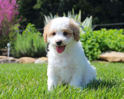 Basil - 7 Weeks Male Bich-Poo Puppy for Sale