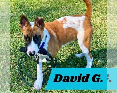 David G. (pup of Phoenix) - Rat Terrier Mix Male Puppy for Adoption