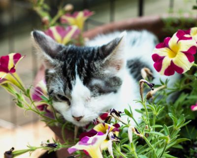 Crystal - Domestic Short Hair Mix Female Cat for Adoption