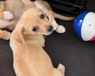 Storm - Chiweenie Female Puppy for Adoption