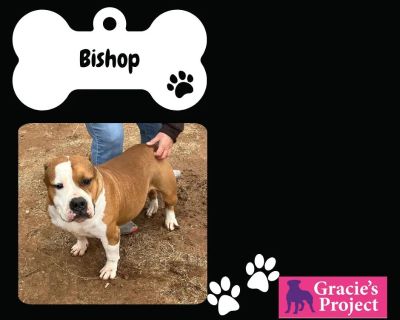 Bishop - American Bully Male Dog for Adoption