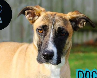 Doc - Belgian Malinois/German Shepherd Dog Mix Male Puppy for Adoption