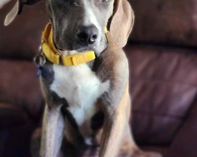 Jaguar - Plott Hound Mix Male Dog for Adoption