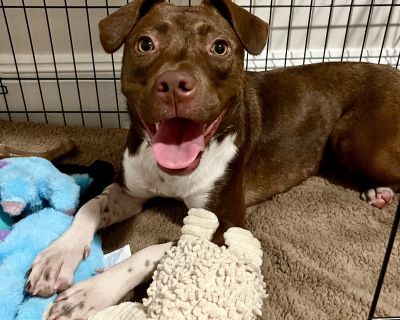 Brownie - Chocolate Labrador Retriever & Pointer Mix Female Dog for Adoption