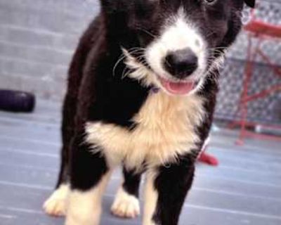 Chicory - Great Pyrenees/German Shepherd Dog Mix Female Puppy for Adoption