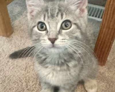 Reba - Domestic Shorthair Female Cat for Adoption