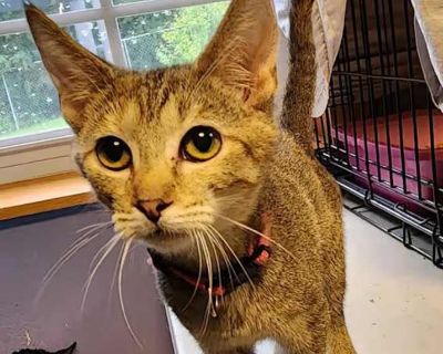 Child. Brown tabby. Hair: short. Vaccinated. Say hello to Spunky! She lives up to her name she has a lot of spunk! She is a cute little brown tabby. She is a typical kitten: she is very active and loves to play! You can hold her but not for very long because she has so much energy and lots to explore. She gets along with other cats and would be great in a home with young kids so they can wear e...