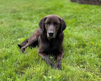 Vader - Chesapeake Bay Retriever/Labrador Retriever Mix Male Dog for Adoption