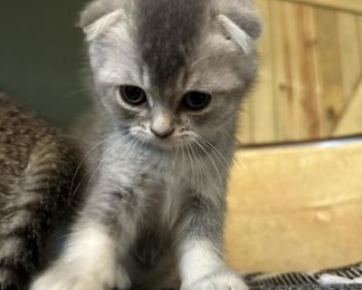 Scottish Fold Duncan - Scottish Fold Male Kitten For Sale