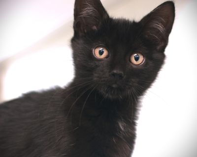 Hi there! I'm Dove, and I arrived at the shelter along with my siblings Nuthatch and Oriole, after we were found as strays, and we are now ready for our fresh start! We absolutely love attention from people and will happily soak up all the pets and snuggles you re willing to give. When we re not busy chasing toys or wrestling with each other, you ll usually find us curled up together for a cozy...