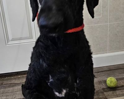 Daffy IS BONDED WITH Theo are 6 and 7 years old. Theo is a neutered male aussie and Daffy is a spayed female labradoodle. The dogs must stay together and they weigh appropriately 65lbs each. Both dogs are affectionate and loving. They are from a home so they have some manners but may need a refresher course. The dogs are good with kids and most other dogs but not cats. Apply hartshelter.org or ...