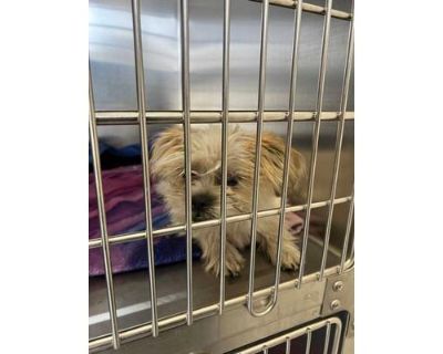 Cherry Blossom - Shih Tzu/Mixed Breed (Medium) Mix Female Puppy for Adoption