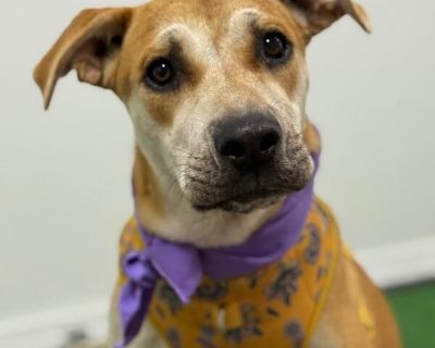 Caramel - Labrador Retriever & Rhodesian Ridgeback Mix Female Dog for Adoption