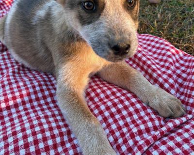 Introducing Cider! Cider is a 12-week-old Blue Heeler/Husky mix with the sweetest little face and the softest, speckled coloring. She has those delicate, feminine features bright eyes, a gentle expression, and the cutest tiny paws that cross when she s relaxing, like a proper little lady. She s the kind of puppy who makes everyone say aww the second they see her. Cider is affectionate, playful,...