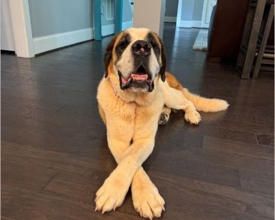 Ava - Female Adult Saint Bernard for Adoption