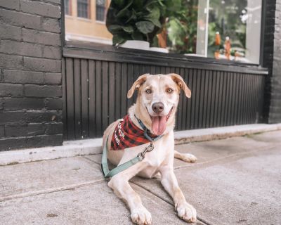 Ozzy - Labradoodle & Great Pyrenees Mix Male Dog for Adoption