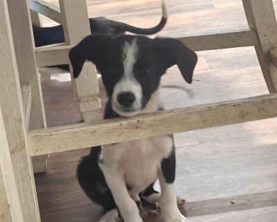 Phantom - Border Collie Mix Male Puppy for Adoption