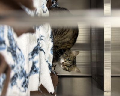 **FOUND** - Domestic Long Hair Female Cat for Adoption