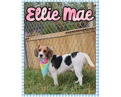 Ellie Mae - Beagle/Mixed Breed (Medium) Mix Female Dog for Adoption