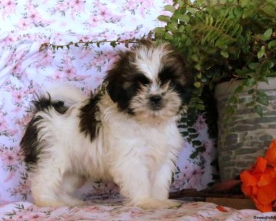 Lillie - 9 Weeks Female Shih Tzu Puppy for Sale