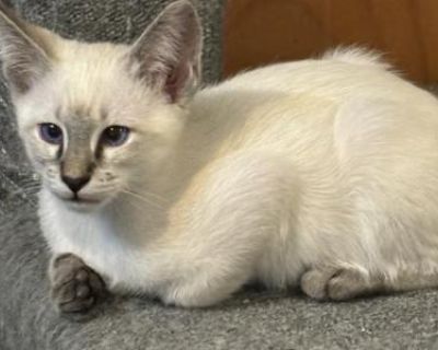 Seal Lynx Female Yellow Collar - Siamese Female Kitten For Sale