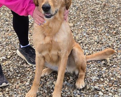 Who needs a sweet golden retriever mix in their life? Oakley is ready for a family! She was born January 17, 2023 and weighs about 70 pounds. ? Super sweet ? Energetic- would make a grest walking or running partner ? Loves to play ball ? Requires smooches and pets! Email therescueinn@gmail.com and complete an adoption application here for more info on Oakley! https://therescueinn.com/adoption-a...