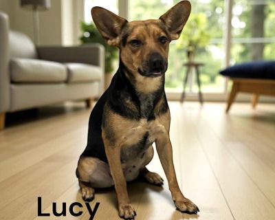 Lucy - Mixed Breed Female Dog for Adoption