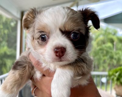 1 Male Chihuahua Puppy for Sale