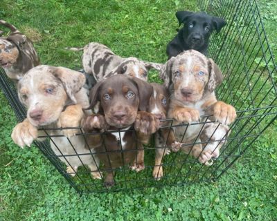 Cumberland valley sale craigslist pets