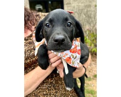 Fiona - Labrador Retriever/Mixed Breed (Medium) Mix Female Puppy for Adoption