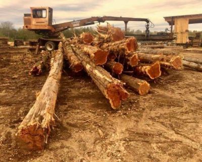 🌲🌲 Cedar Log Buyer and Land Clearing