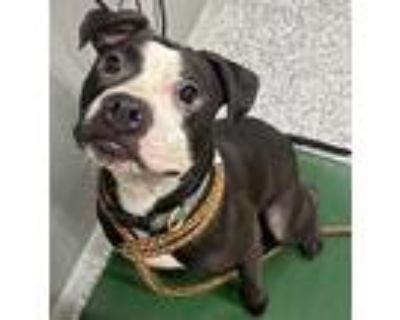 Lucy, American Pit Bull Terrier For Adoption In Burlington, Kentucky