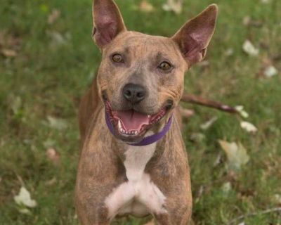 Young. Brindle. Microchipped. HONEY IS IN HER FOSTER HOME IN MEMPHIS, TN, AND WILL BE TRANSPORTED TO CT ONCE ADOPTED! Meet Miss Honey! Honey is a bundle of sunshine who loves to give love and get love! She is a beautiful brindled mix breed pup. Honey is 1-2 years old and weighs 45lbs. This happy, upbeat girl is always ready to play and bring smiles to everyone she meets. She s been fostered in ...