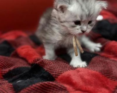 Show potential. Champion bloodlines. Vaccinated. Registered. Kittens come twice vaccinated, vet checked twice, microchipped, Tica registration, small bag of food, toys and one month trupanion insurance as well as copies of parents dna, hips and echo. Very playful well adjusted and socialized kitten affectionate baby