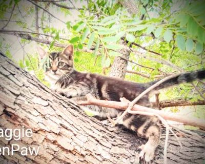 Maggie - Tabby Female Cat for Adoption