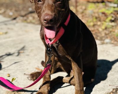 Meet Brooke! Brooke is a sweet and affectionate 4.5-month-old pup who can t wait to find her forever family and shower them with love! This social little lady gets along beautifully with other dogs, is friendly with cats, and absolutely adores kids. She s both house- and kennel-trained, making her an easy, lovable addition to any home. Brooke enjoys car rides, playtime, and cozy snuggles. Wheth...