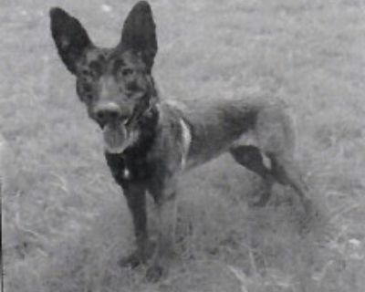 Diva - Corinna Test - Belgian Shepherd / Malinois Female Dog for Adoption