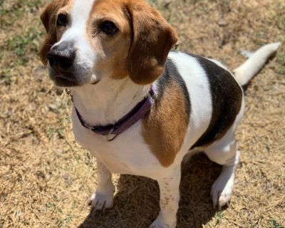 LINDY PUREBRED - Beagle Female Dog for Adoption