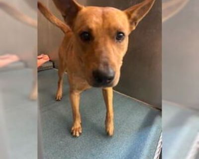 Adult * Location Pearland, TX, 77581 USA USA *. Dog Breed: Basenji (medium coat). Physical Attributes Coat Length: Medium Additional Information Was the Dog Found No
