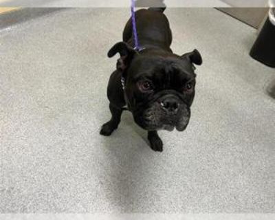 Adult * Location Orange, CA, 92868 USA USA *. Dog Breed: French Bulldog / Staffordshire Bull Terrier / Mixed (medium coat). Physical Attributes Coat Length: Medium Additional Information Was the Dog Found No