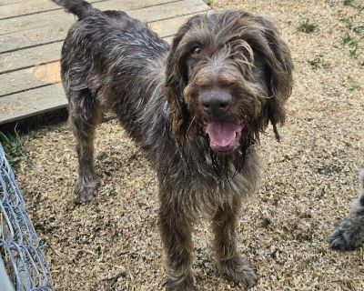 Rooster (Wellston - German Wirehaired Pointer Male Dog for Adoption