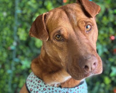 Exciting News: This adorable pup will be at an adoption event near you! Check our website: https://AmazingDogsRescue.org/dogs/ Or call 888.508.8943 (Monday to Sunday, 8 AM to 8 PM).. Out-of-town pets are cared for by non-local organizations who can make arrangements for the pet to be transported to your area. Learn More. Adult Female Medium Red / Chestnut / Orange , White / Cream