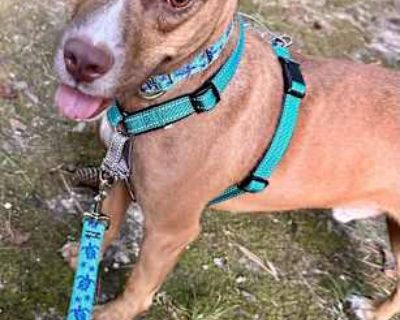 Lukey - American Bulldog/American Staffordshire Terrier Mix Male Dog for Adoption